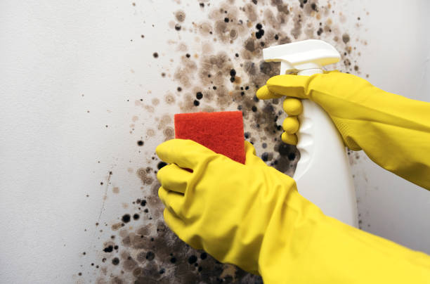 Best Certified Mold Removal  in Hammond, LA