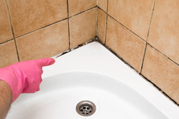 Best Residential Mold Removal  in Hammond, LA